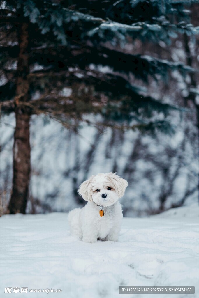 雪地中的可爱小白狗