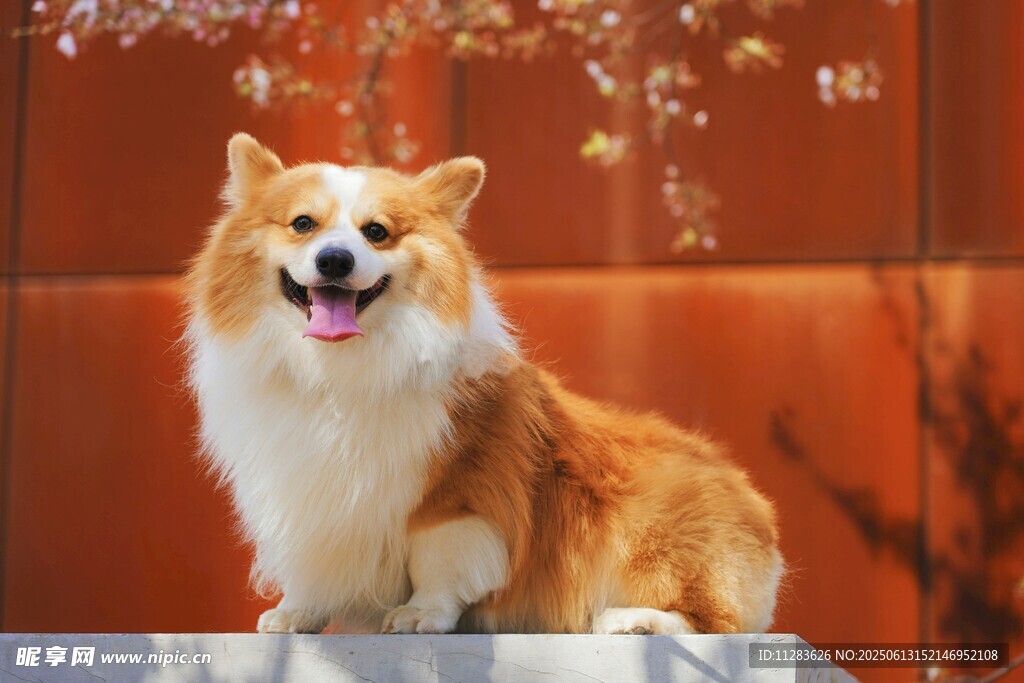 可爱柯基犬户外开心模样