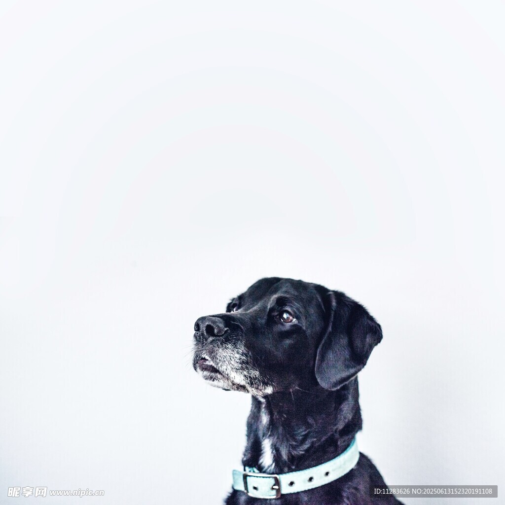 黑犬仰望