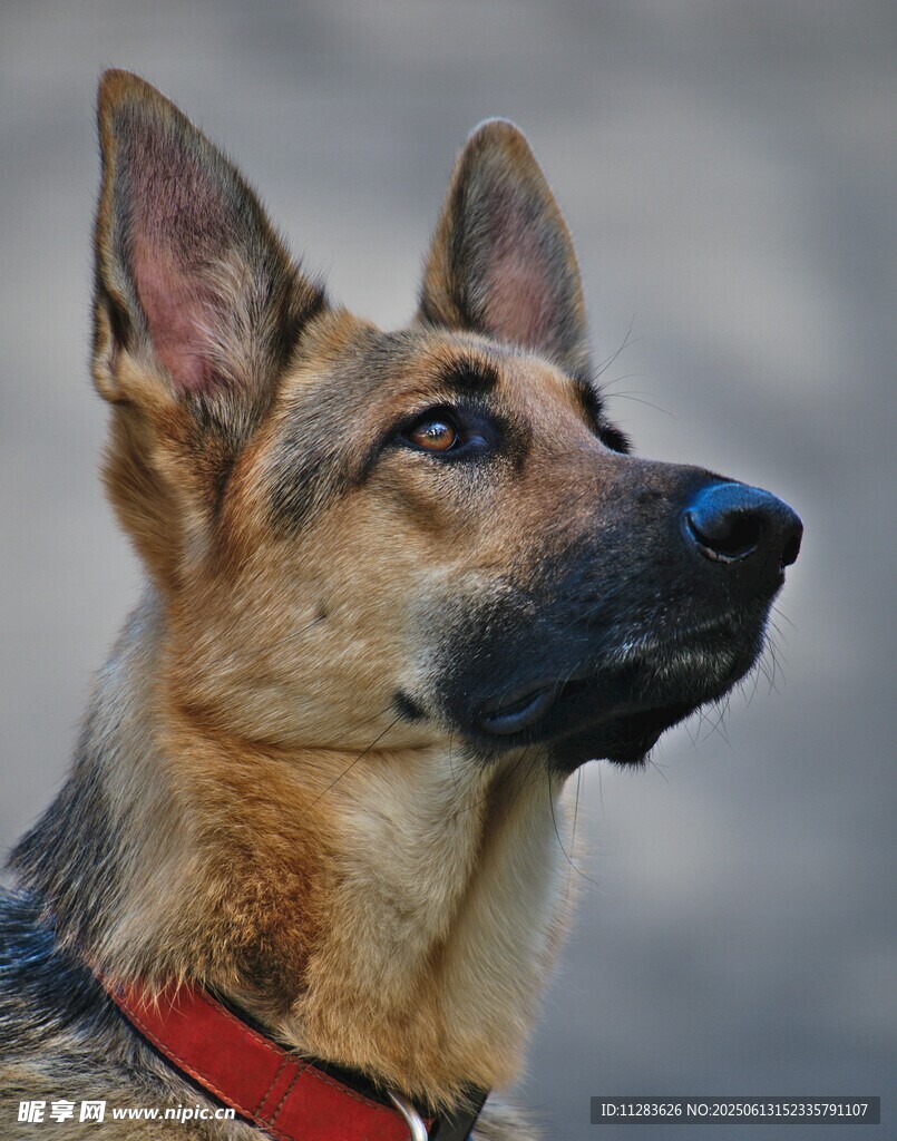 帅气德国牧羊犬特写