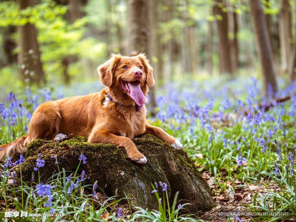 林间金毛犬休憩于树桩
