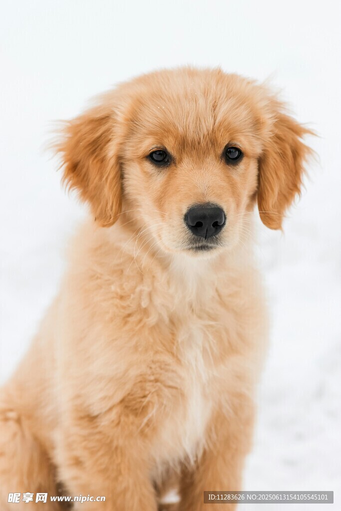 雪地中的可爱金毛幼犬