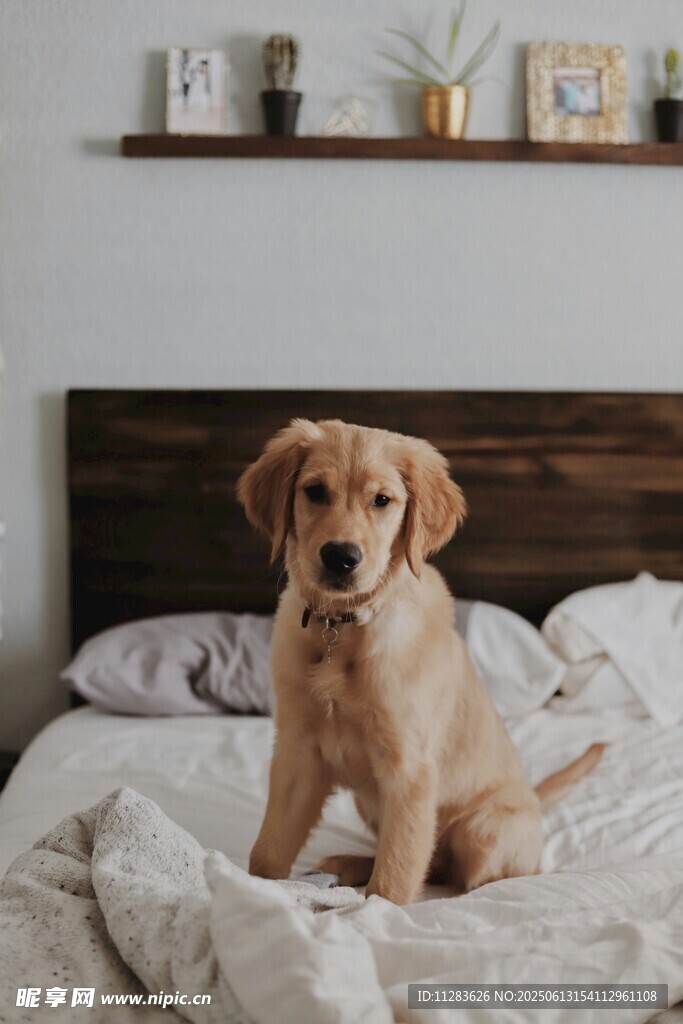 床上可爱的金毛幼犬
