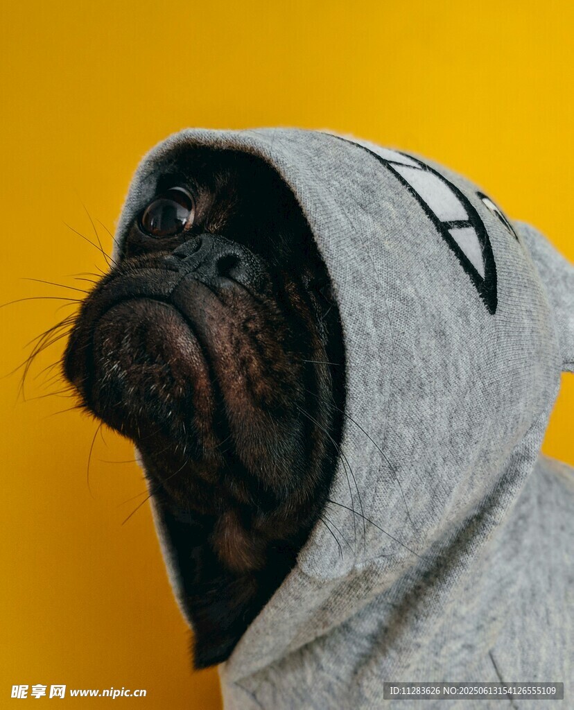 穿卫衣的可爱巴哥犬