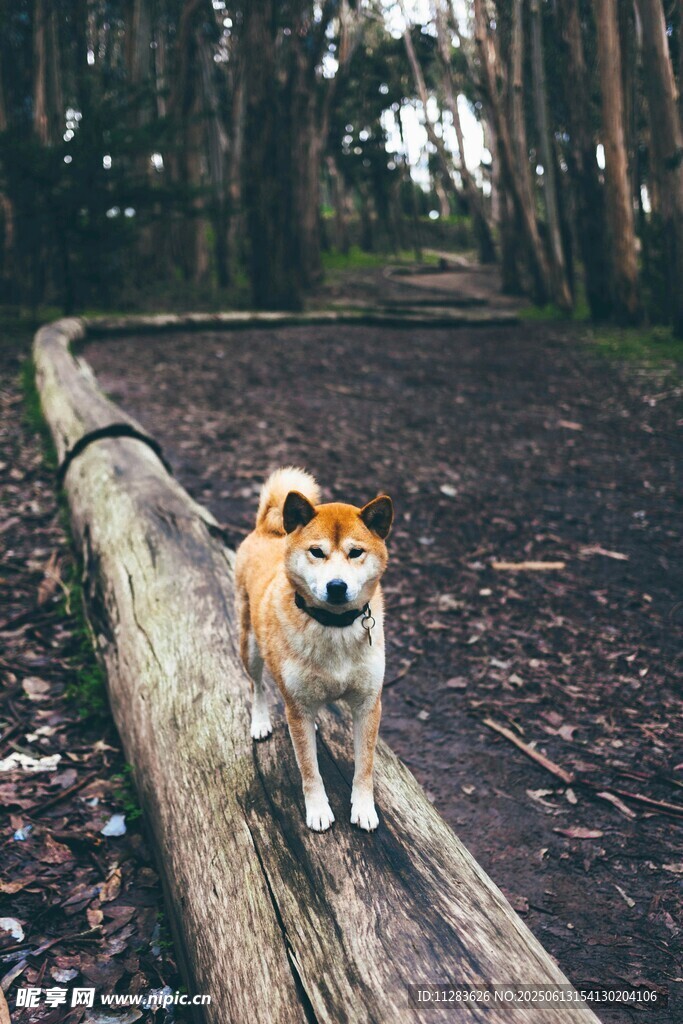 柴犬坐于林间原木上