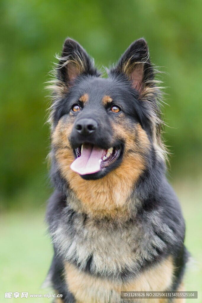可爱德国牧羊犬户外微笑