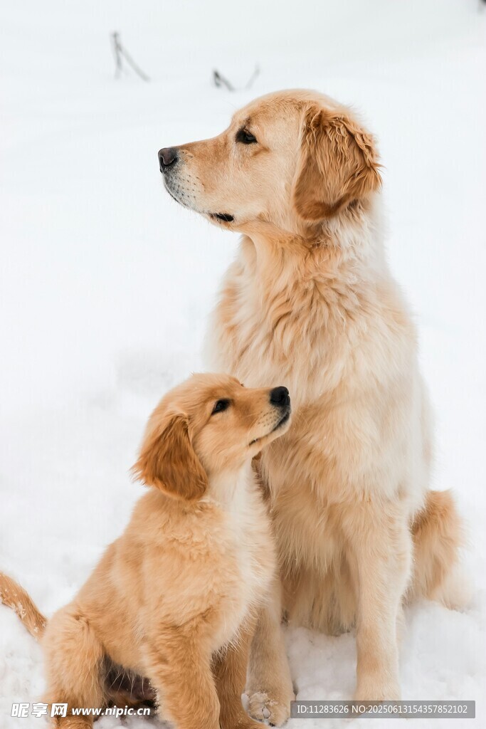 雪地中依偎的大小金毛犬
