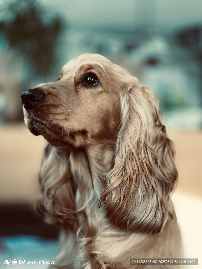 优雅长毛犬的侧颜特写