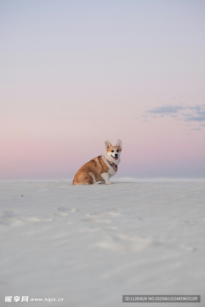雪地中的孤独柯基犬
