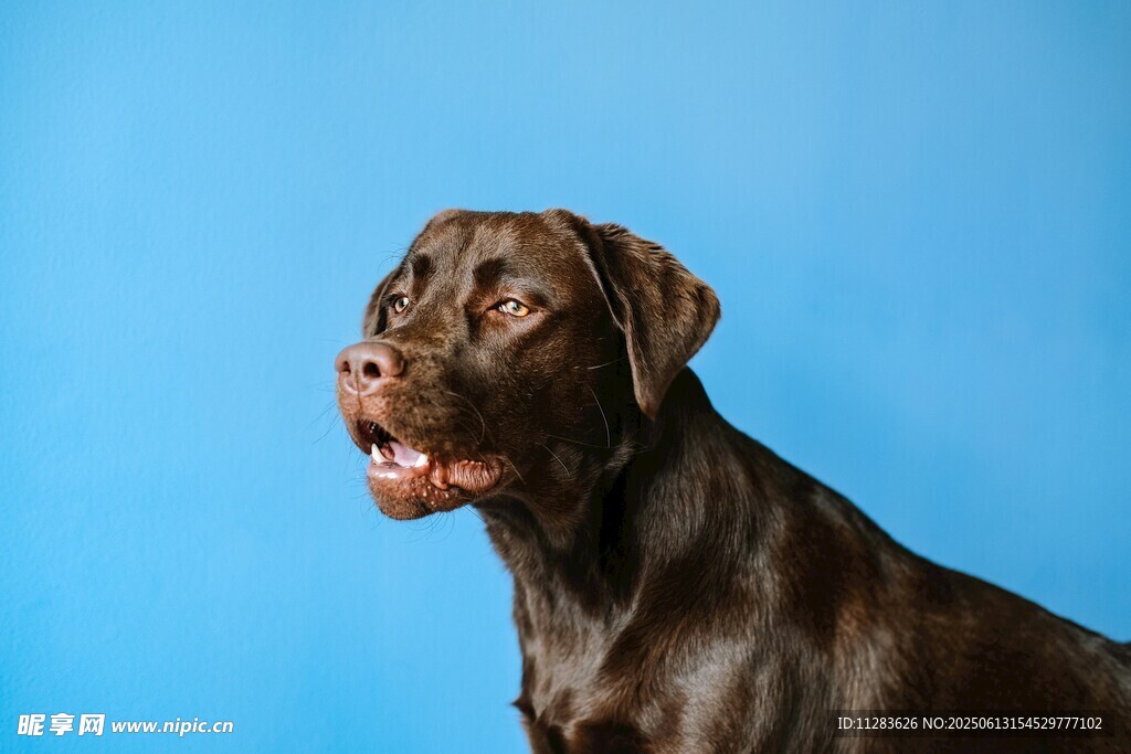 黑色拉布拉多犬的可爱瞬间