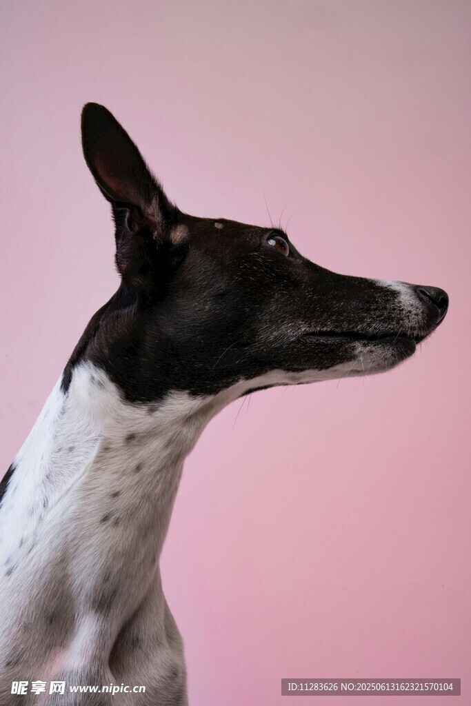 黑白灵缇犬的优雅侧影