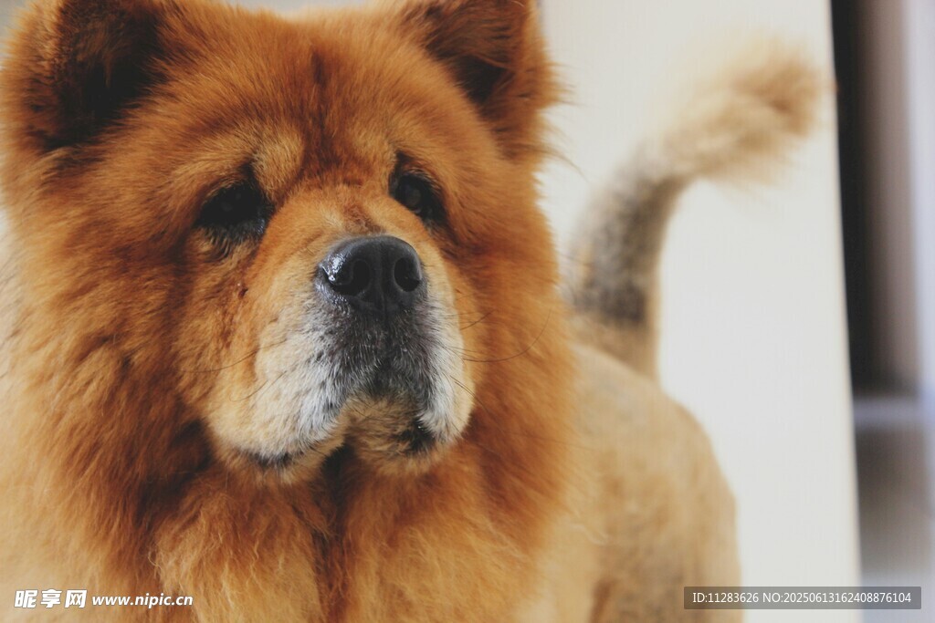 威武松狮犬特写