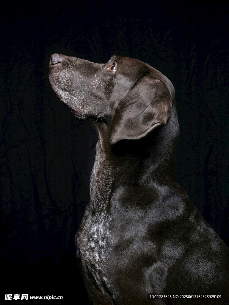 黑色猎犬抬头凝望