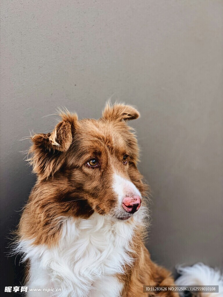 可爱边牧犬的优雅瞬间