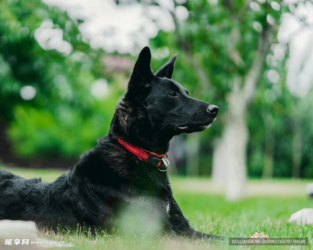 黑犬草地休憩