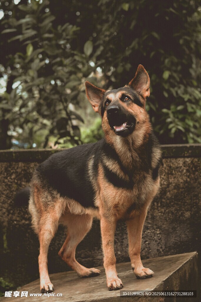 站立的德国牧羊犬