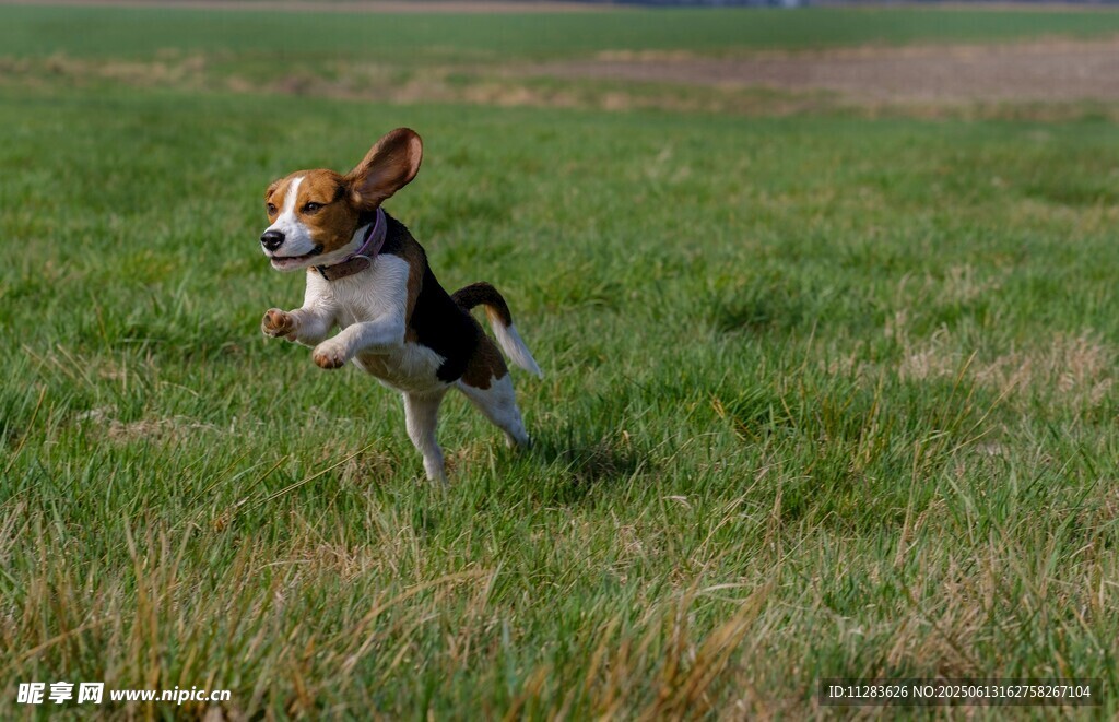 草地上欢快奔跑的小猎犬
