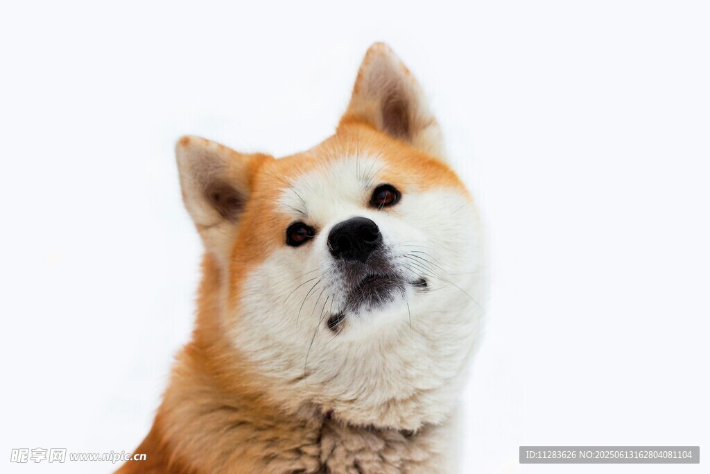 可爱柴犬抬头望