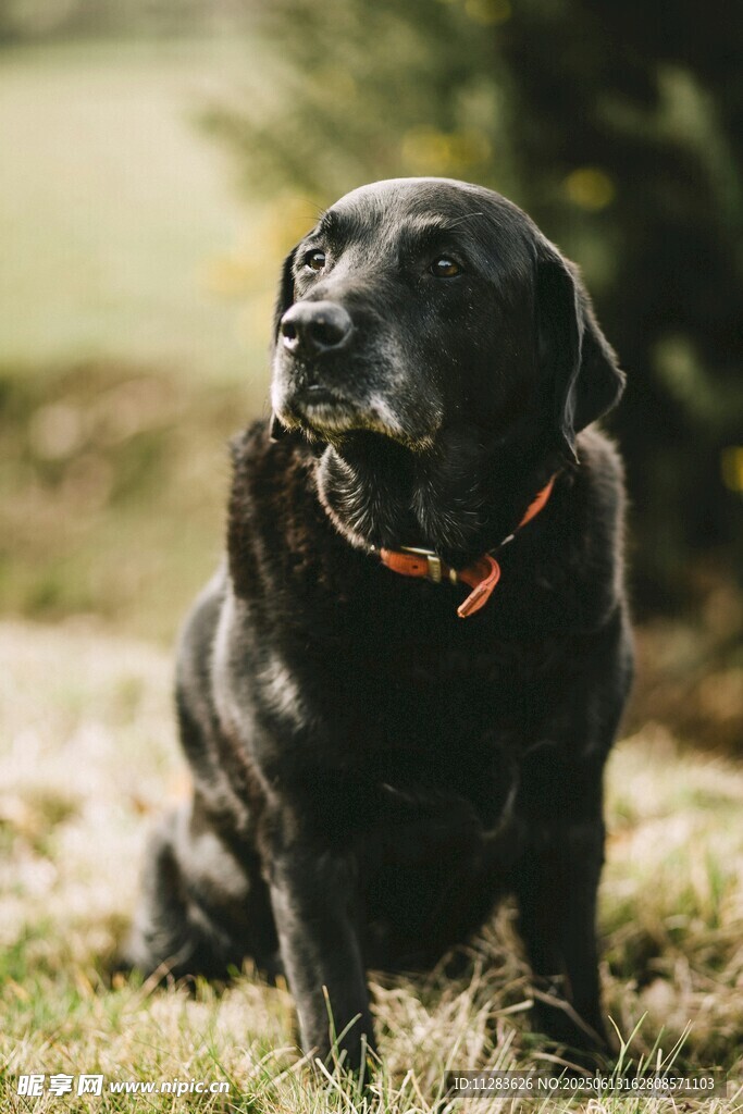 黑色拉布拉多犬草地凝望