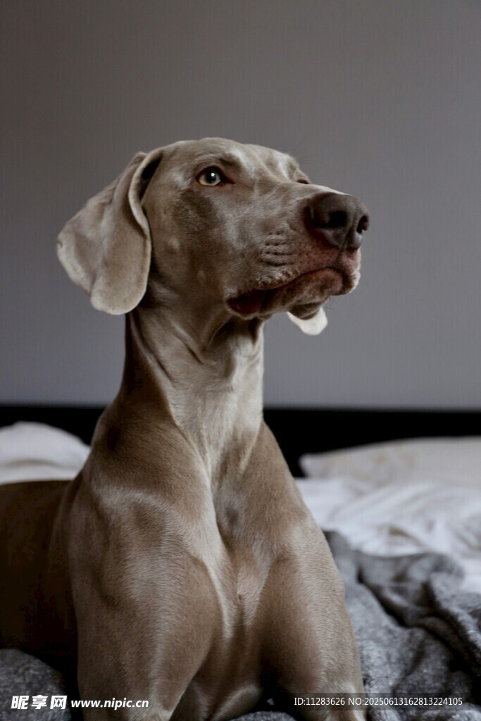 卧躺的优雅威玛猎犬