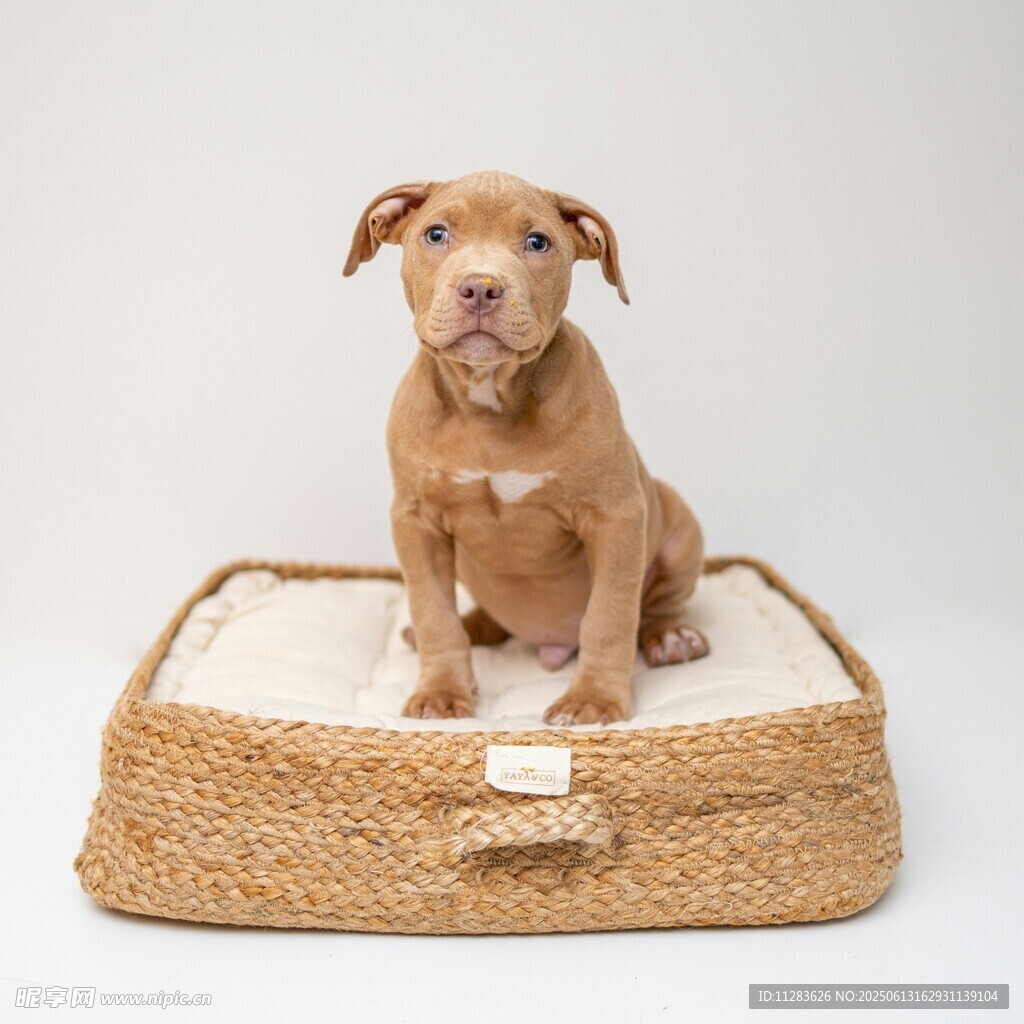 可爱幼犬端坐编织宠物床