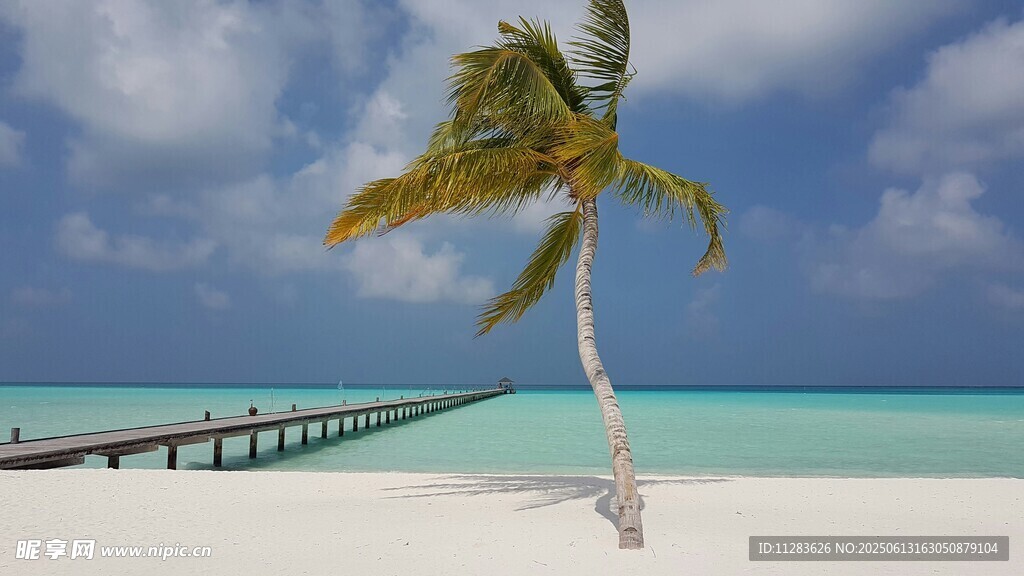 海边孤椰与栈桥美景