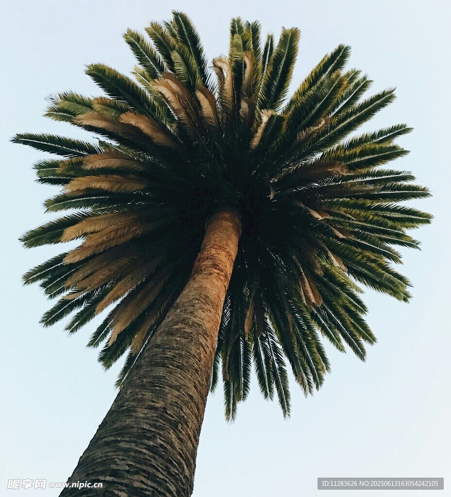 仰视下的高大棕榈树