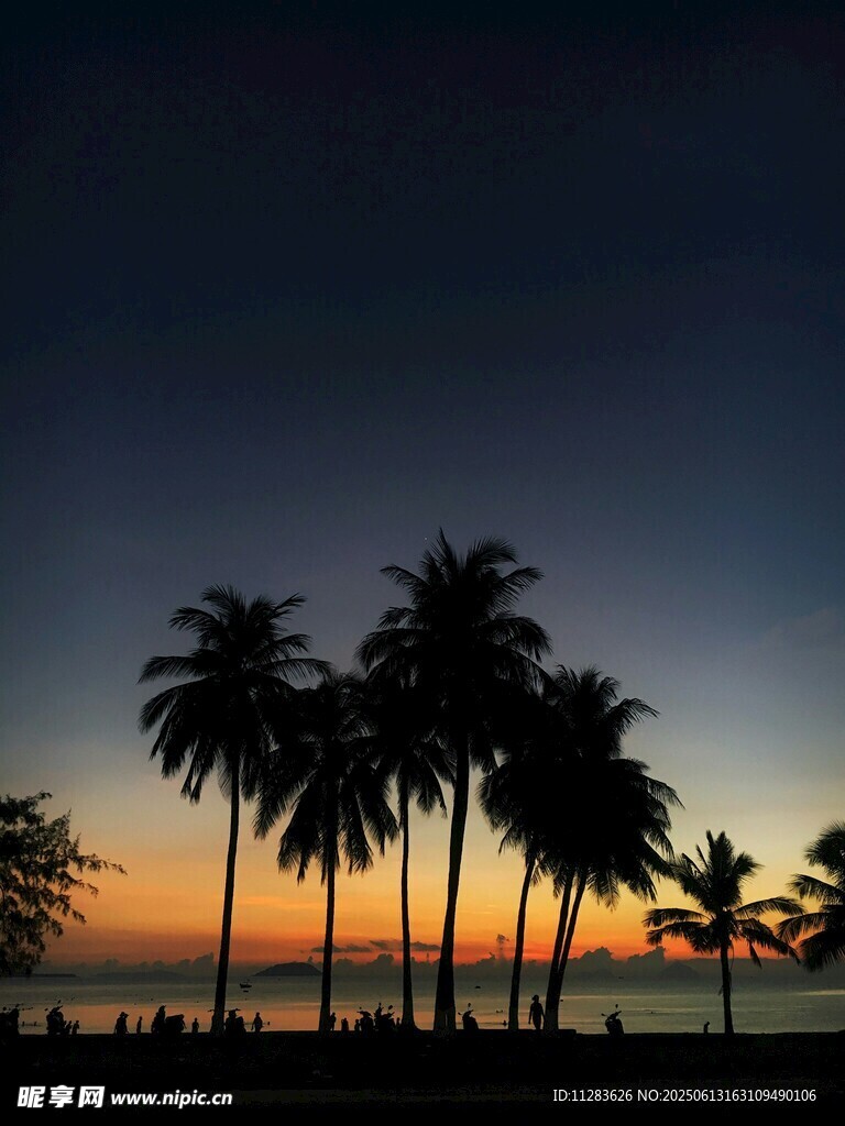 夕阳下的椰树剪影