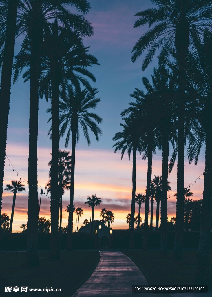 夕阳下的棕榈树景观
