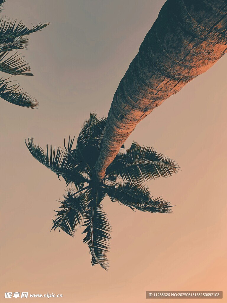 仰望棕榈树的黄昏美景