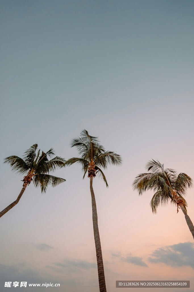 夕阳下的三棵椰子树