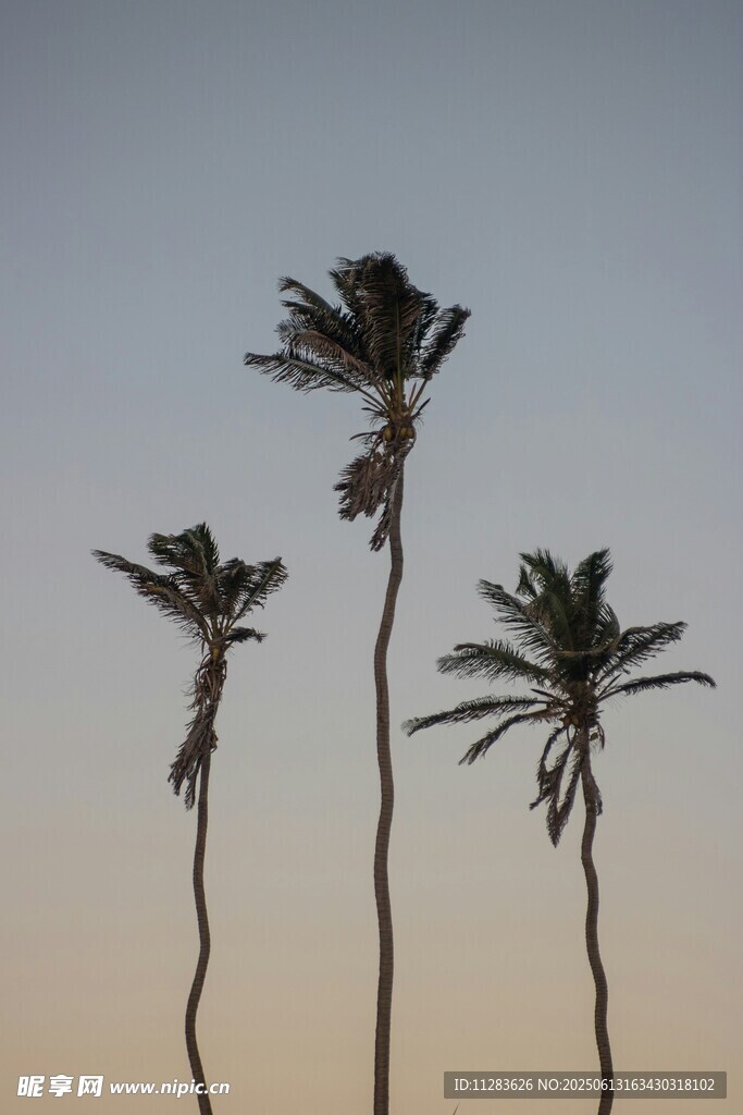 夕阳下的三棵摇曳棕榈树