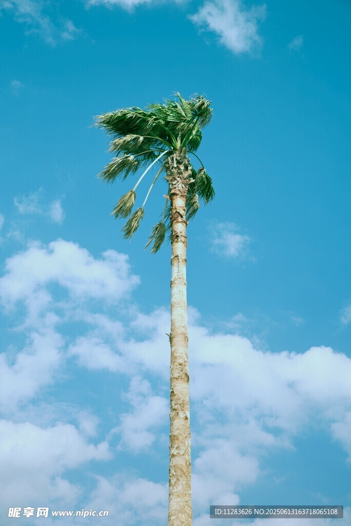 蓝天中挺立的独棵棕榈树