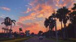 夕阳下的棕榈树道路美景