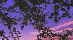 黄昏下的枝叶与梦幻天空