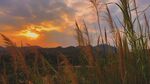夕阳下的芦苇美景
