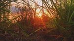 夕阳下的草丛美景