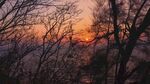 夕阳下的树林美景