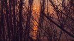 夕阳下的枯树林