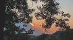 夕阳下的树梢美景