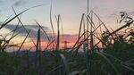 夕阳下的草丛美景