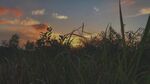 夕阳下的草地美景
