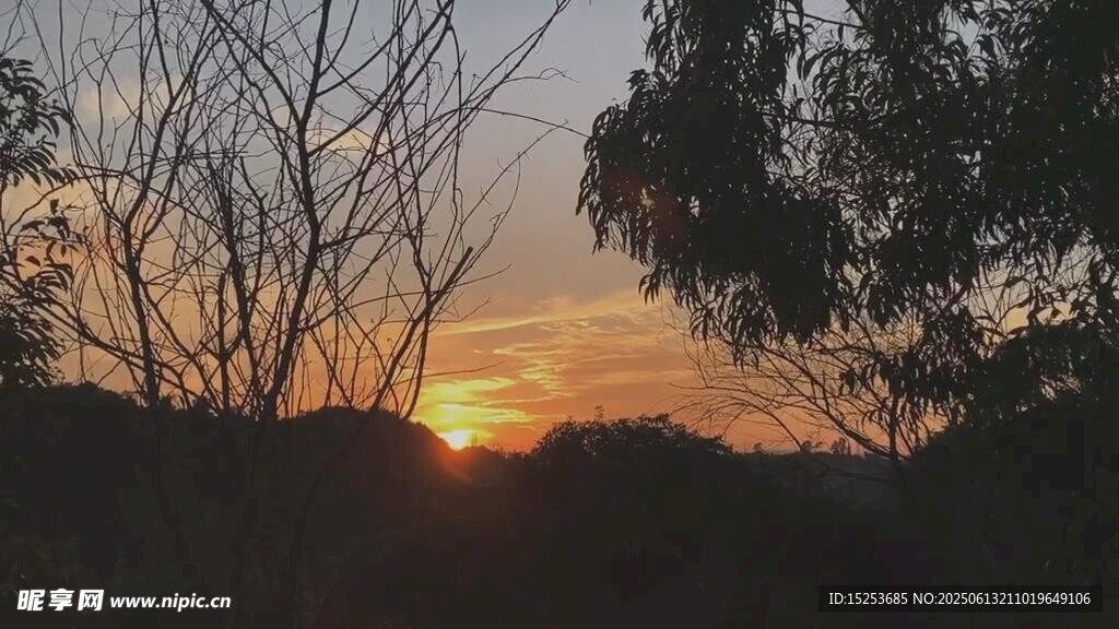 夕阳下的树林美景
