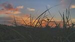 夕阳下的草地剪影