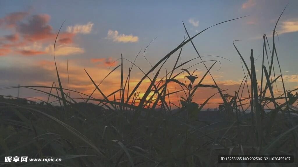 夕阳下的草地剪影