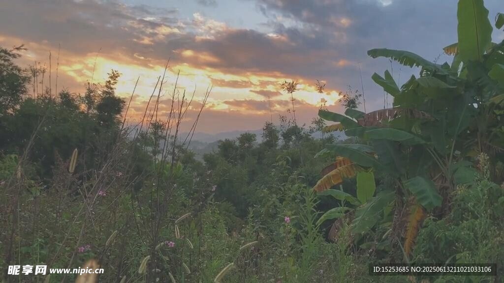 黄昏下的植被景观