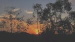 夕阳下的树木剪影
