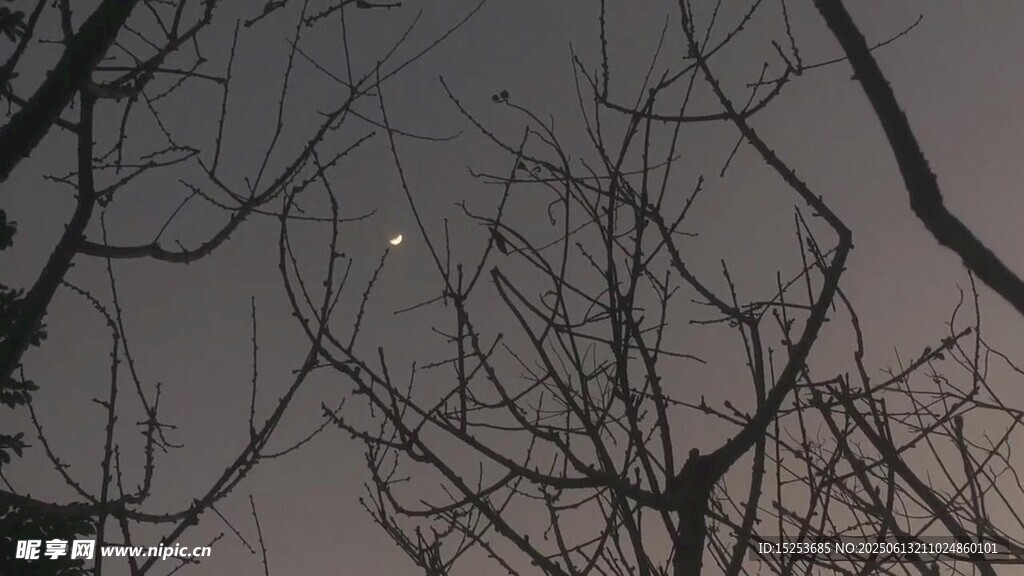 夜空下的树枝与闪烁星星