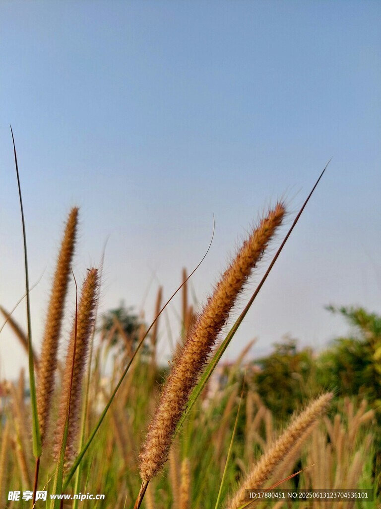 狗尾草