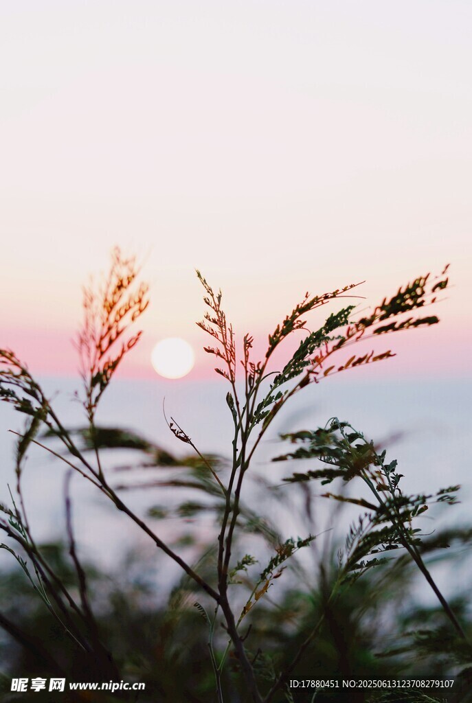 夕阳下的草影